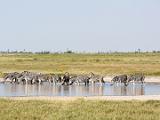 Africa 100 : Africa, Animal, Botswana, Landscape, Makgadikgadi, Mammal, Waterhole, Zebra